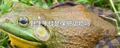 ​野生牛蛙是保护动物吗