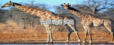 ​一头长颈鹿有多高 幼年长颈鹿有多高