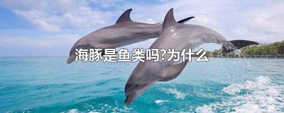 ​海豚是鱼类吗为什么 海豚是鱼类吗?为什么?说说原因?