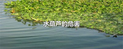 ​水葫芦英文名 葫芦,英文