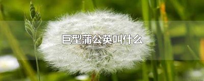 ​超大的蒲公英是什么 巨型蒲公英是什么植物