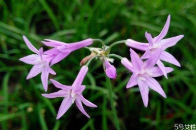 ​什么是紫娇花呢 紫娇花种植有什么注意的呢