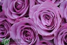 情人节可以送紫玫瑰吗？情人节送紫玫瑰好吗？