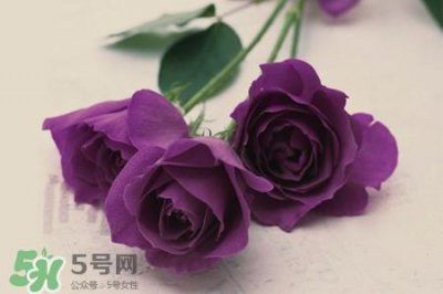 ​情人节可以送紫玫瑰吗？情人节送紫玫瑰好吗？