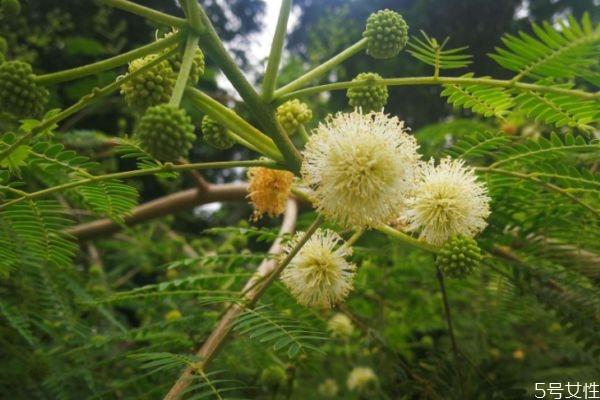 银合欢的花语是什么呢 银合欢的种植有什么注意的呢