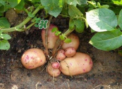 ​九月份可以种土豆吗？秋天能种土豆吗？
