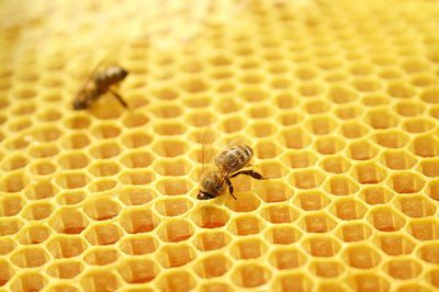​蜂胶是甜的吗 蜂胶含有激素吗