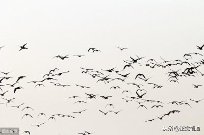 ​殖民是什么意思