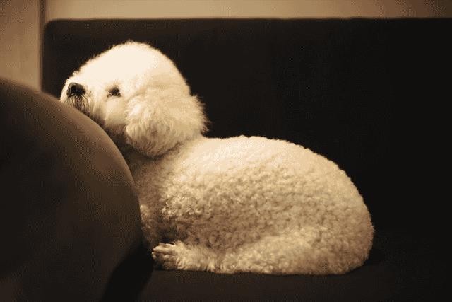 比熊犬好饲养吗（比熊犬的优缺点有哪些）
