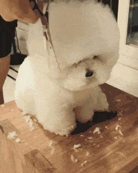 比熊犬好饲养吗（比熊犬的优缺点有哪些）