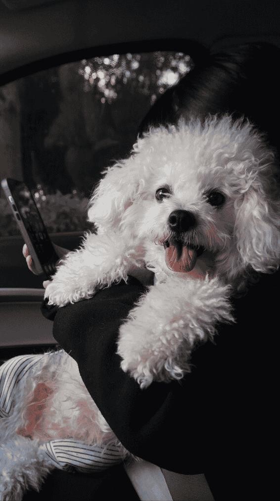 比熊犬好饲养吗（比熊犬的优缺点有哪些）