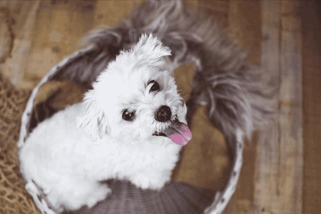 比熊犬好饲养吗（比熊犬的优缺点有哪些）
