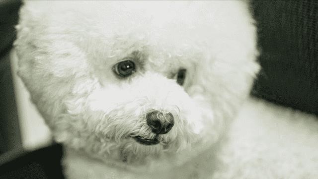 比熊犬好饲养吗（比熊犬的优缺点有哪些）