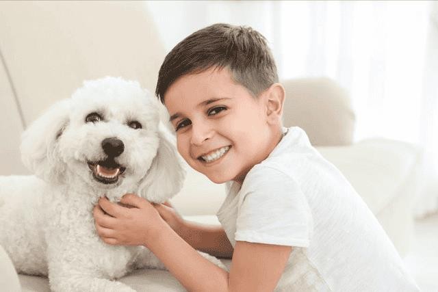 比熊犬好饲养吗（比熊犬的优缺点有哪些）