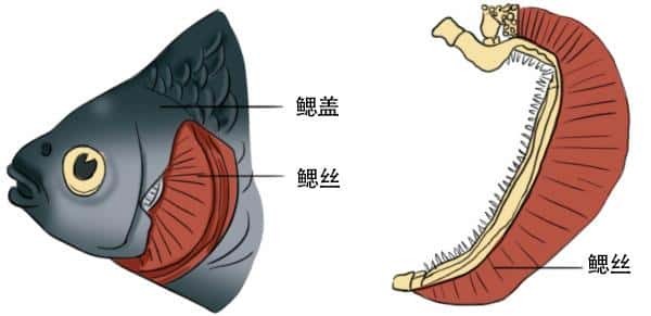 鱼在水里会淹死吗-（鱼会被淹死吗为什么）