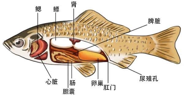 鱼在水里会淹死吗-（鱼会被淹死吗为什么）