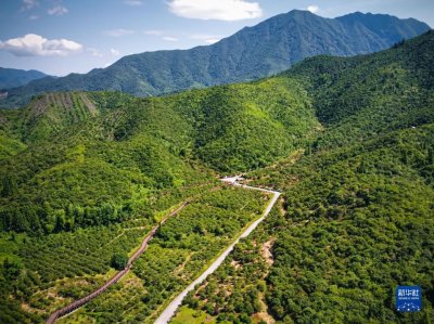 ​浙江常山：油茶产业焕发新活力