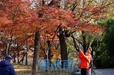 ​晴暖如春，泉城公园斑斓多彩好迷人！