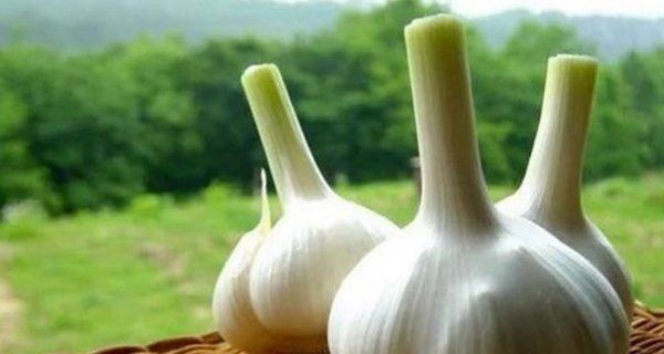 山东特产有哪些特产,山东十大特产排名图11