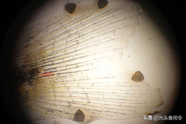 如何治理鱼类寄生虫（鱼类身上常见的6种寄生虫）(10)