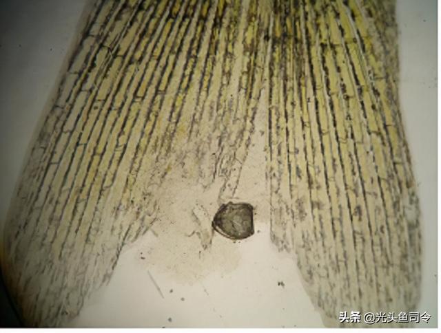 如何治理鱼类寄生虫（鱼类身上常见的6种寄生虫）(4)