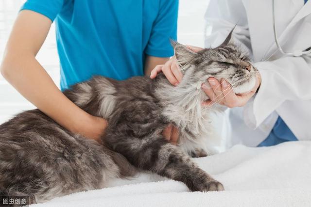 常见的猫咪都有哪些品种（10种公认最可爱的猫咪品种排行）(9)
