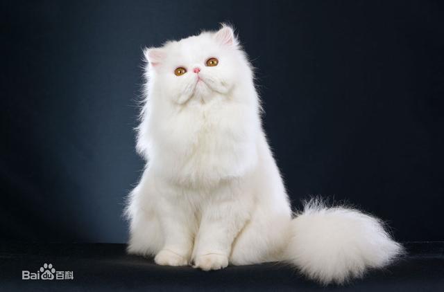 常见的猫咪都有哪些品种（10种公认最可爱的猫咪品种排行）(8)