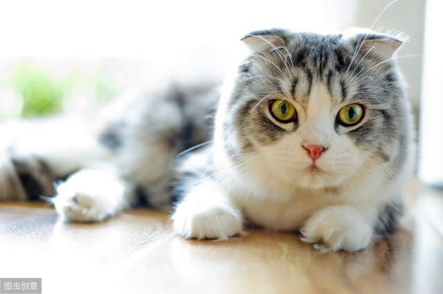 常见的猫咪都有哪些品种（10种公认最可爱的猫咪品种排行）(5)