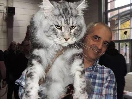 常见的猫咪都有哪些品种（10种公认最可爱的猫咪品种排行）(10)