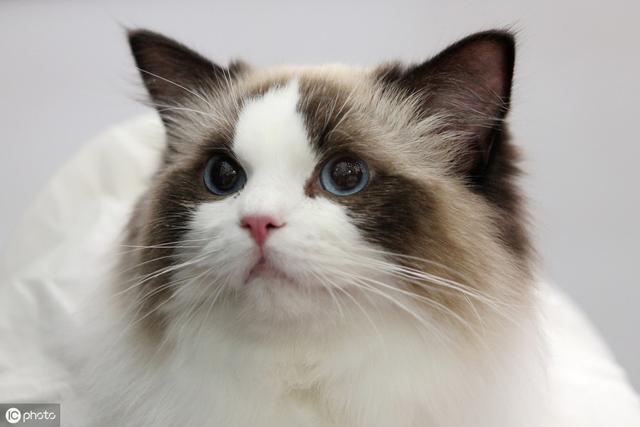 常见的猫咪都有哪些品种（10种公认最可爱的猫咪品种排行）(11)