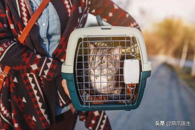 托运猫的正确方法图解（托运送猫上不归路）(12)