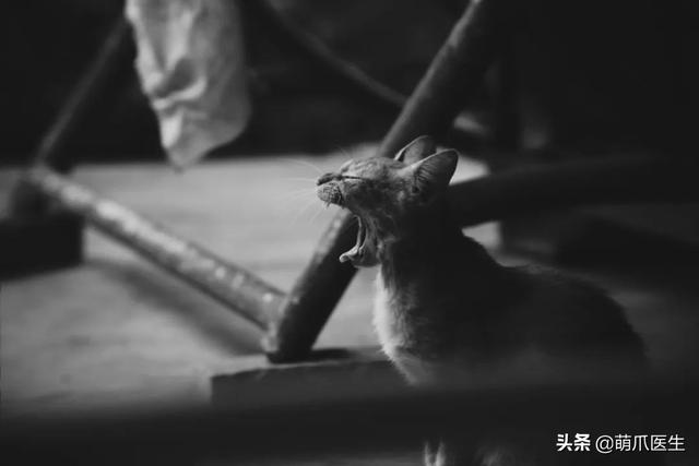 托运猫的正确方法图解（托运送猫上不归路）(1)