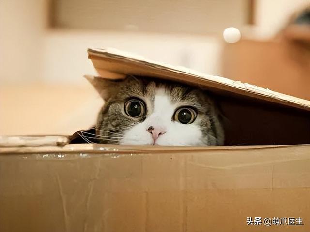 托运猫的正确方法图解（托运送猫上不归路）(16)