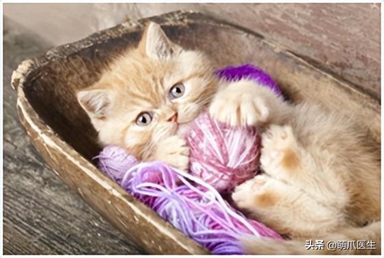 托运猫的正确方法图解（托运送猫上不归路）(10)