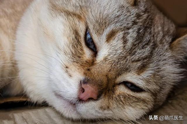 托运猫的正确方法图解（托运送猫上不归路）(17)