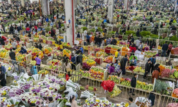 广州花卉批发市场在哪里,附近花卉市场批发市场在哪里图1