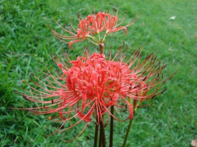 ​舍子花是一种什么花