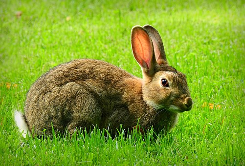 rabbit-5449042__340.jpg