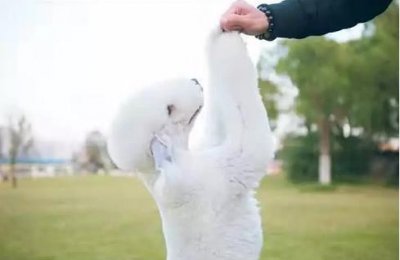 ​宠物大学问驯狗六大实用方法完全公开