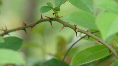 ​荆棘是什么植物（荆棘是什么样的植物）