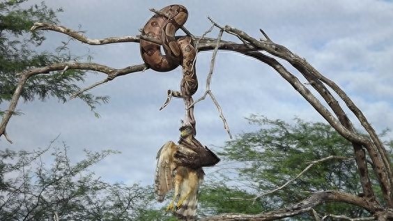 实拍世界上最大的巨蟒！