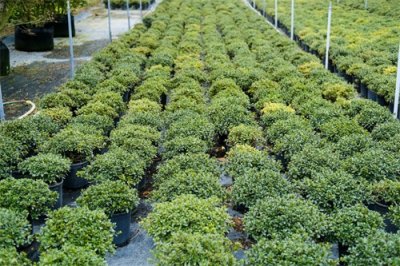 ​杜鹃花什么时候开，杜鹃图片