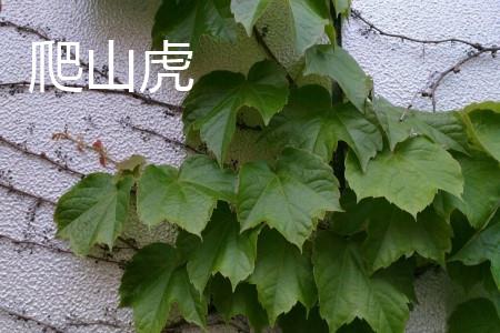 爬山虎叶片 爬山虎叶片