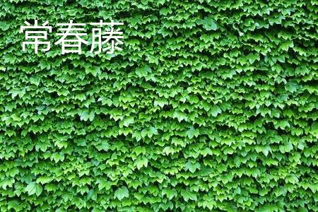 常春藤 常春藤