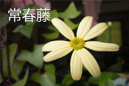 常春藤花朵 常春藤花朵