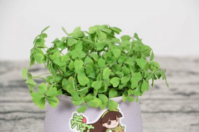 ​新买的酢浆草怎么养