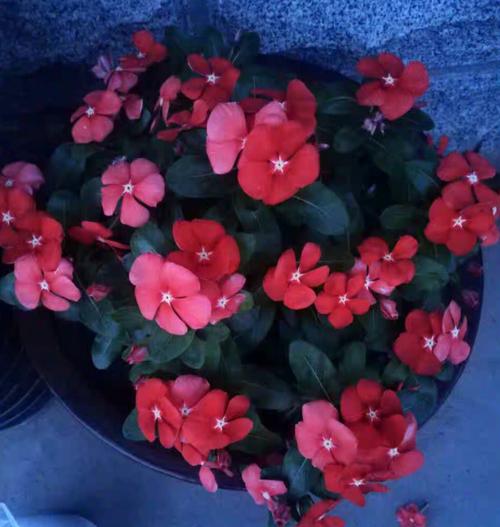 长春花花语是什么(长春花花语介绍)