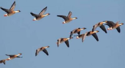 ​大雁属于鸟类吗（大雁是鸟类吗还是禽类）