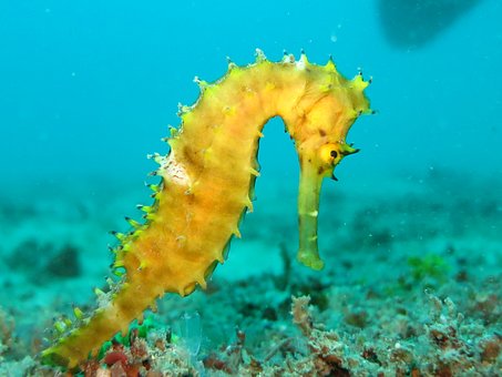 seahorse-1538016__340.jpg