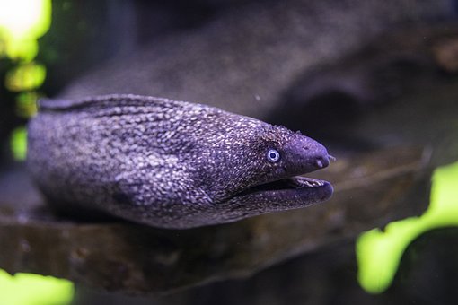 moray-4918853__340.jpg
